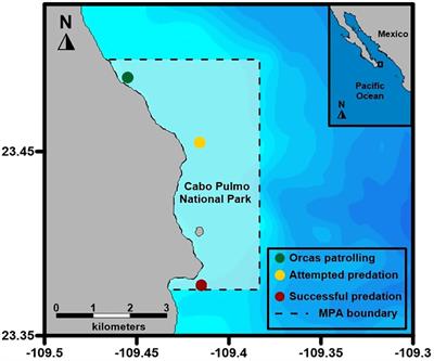Orca (Orcinus orca) and shark predator-prey interactions within Cabo Pulmo National Park in the Gulf of California, Mexico